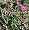 flowers, plants