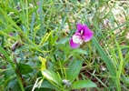 leaves, flower