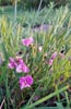 leaves, flowers