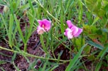 leaves, flowers