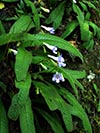 plants, flowers