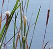 leaves/inflorescences