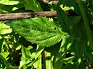 leaves