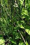 plant, flowers