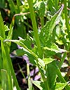 leaves
