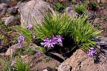 plant, flowers