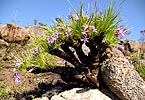 plant, flowers