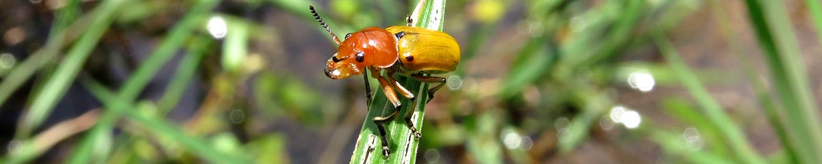 Clytrine leaf beetle