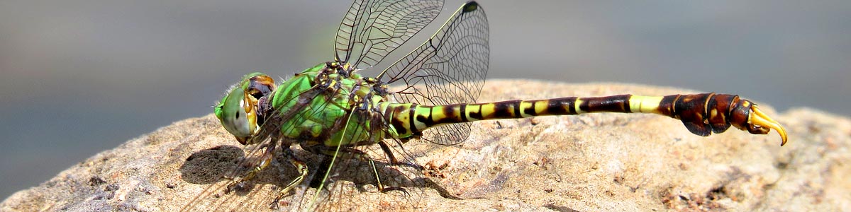 Common Hooktail