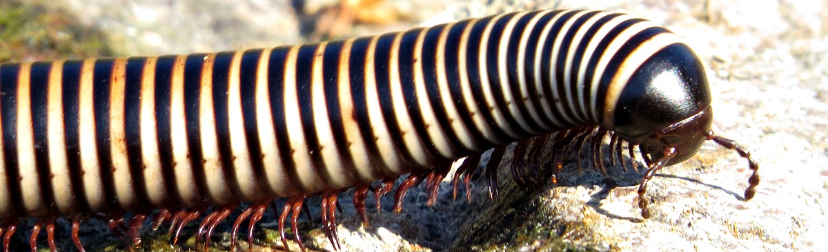 Zebra millipede