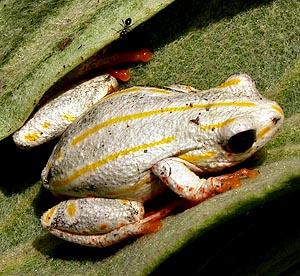 Painted Reed Frog