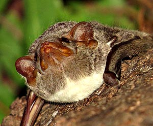 Mauritian Tomb Bat