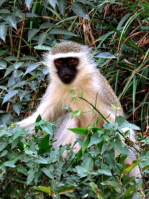 Vervet Monkey