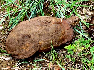 Natal Hinged Tortoise