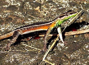 Lebombo Flat Lizard