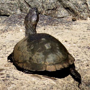 Serrated Hinged Terrapin