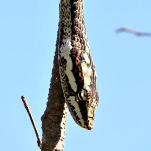 Southern Twig Snake