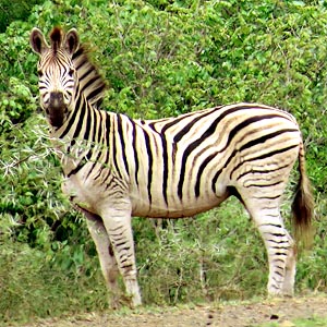 Plains Zebra