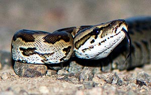 Southern African Python