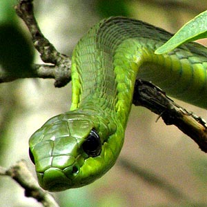 Boomslang