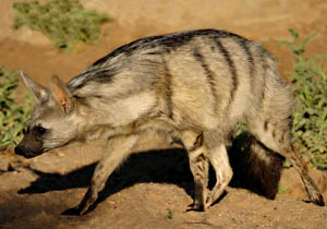 Aardwolf