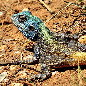 Southern Tree Agama