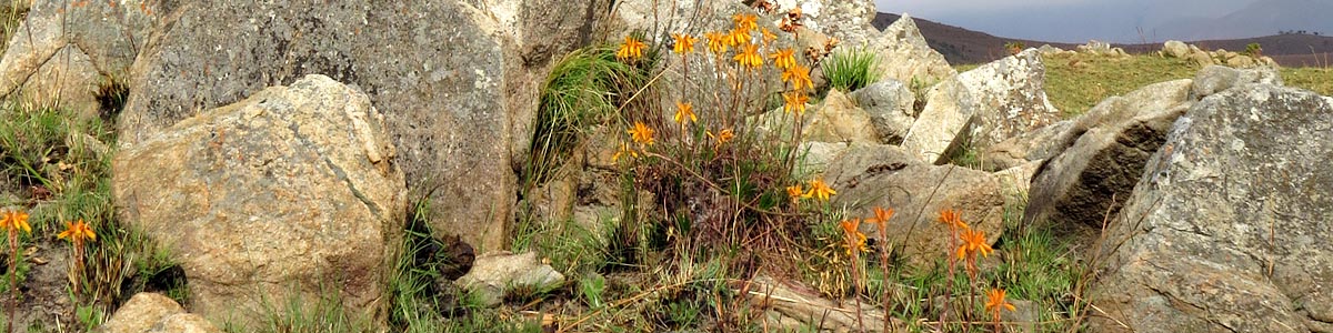 Aloe chortolirioides