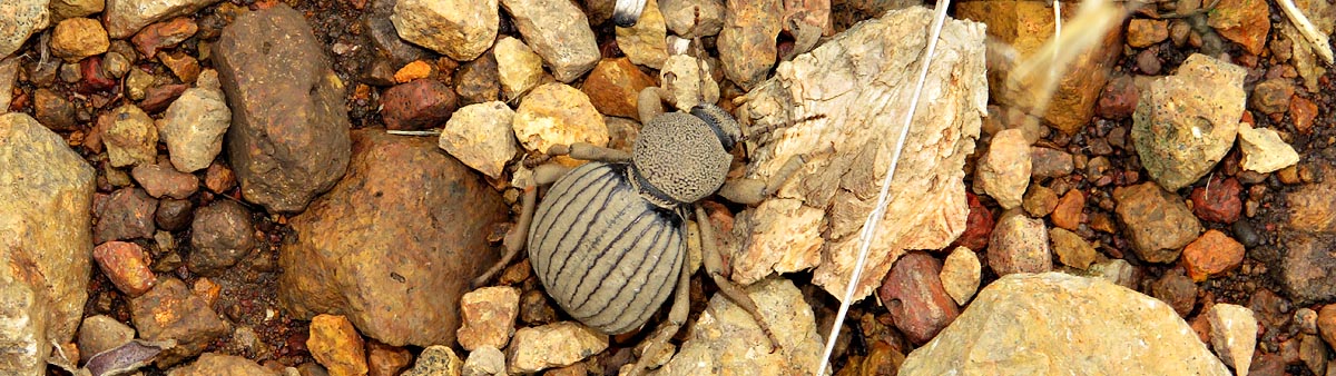 Darkling Beetle, Mlawula