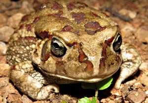 Olive Toad