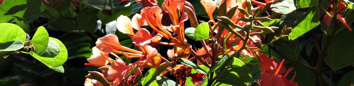 Bauhinia galpinii, Mantenga