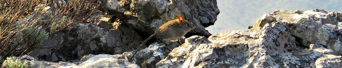 Eastern Rock Elephant Shrew