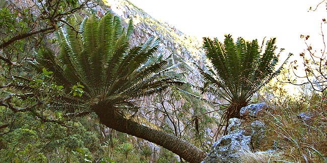 Encephalartos paucidentatus