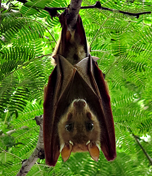 Epauletted Fruit Bat