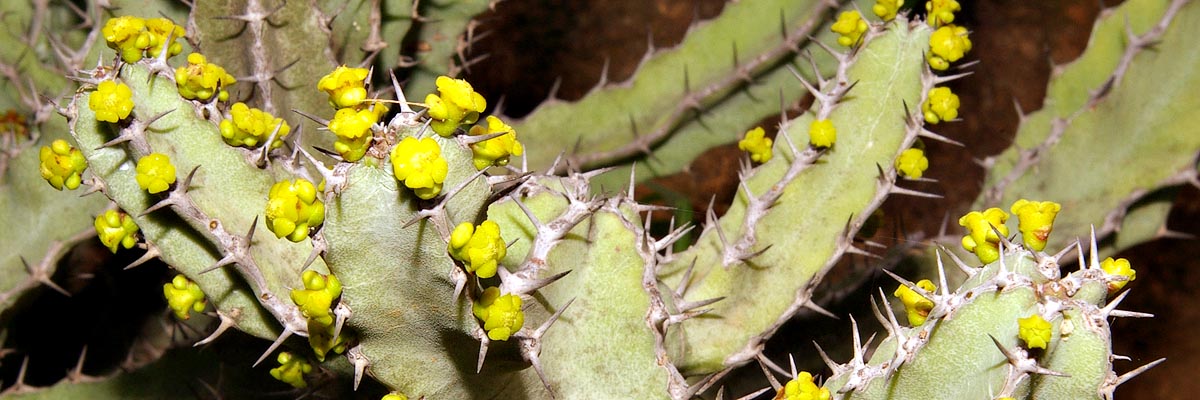 Euphorbia keithii