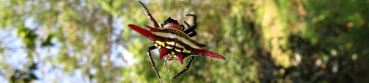 Gasteracantha milvoides, Mantenga