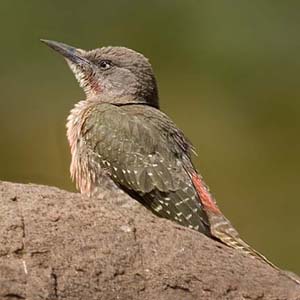Ground woodpecker