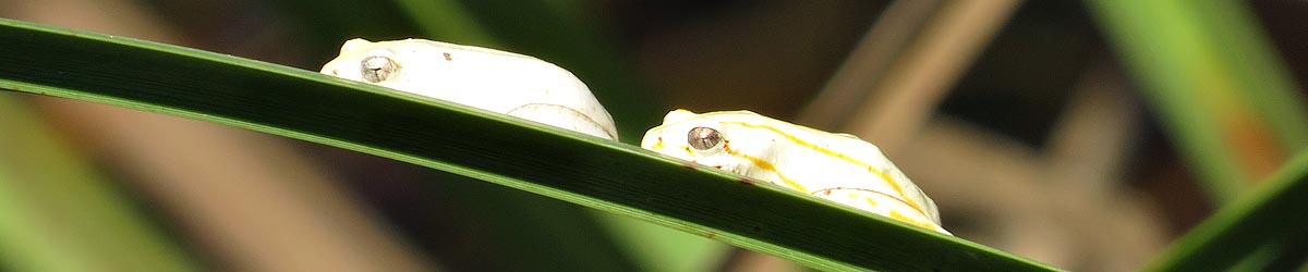 Hyperolius marmoratus, Painted reed frog, Mantenga