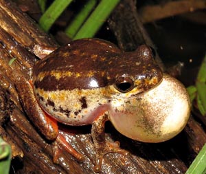 Painted Reed Frog