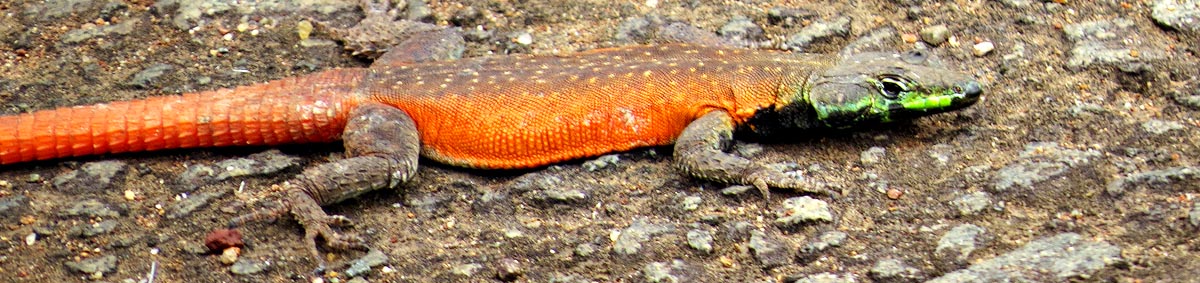 Lebombo Flat Lizard