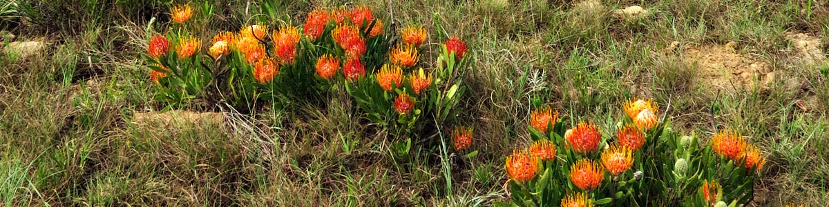 Leucospermum gerrardii