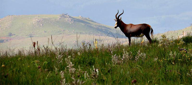 Malolotja View with Blesbok