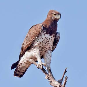 Martial Eagle