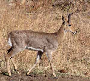 Mountain Reedbuck