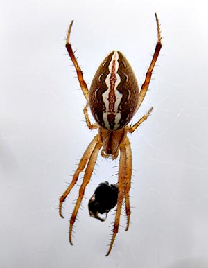 Neoscona moreli - Hairy Field Spider