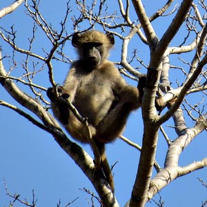 Chacma Baboon