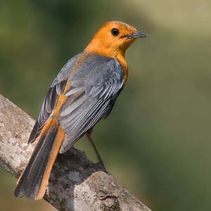 Red-Capped Robin-Chat