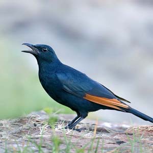 Red Winged Starling