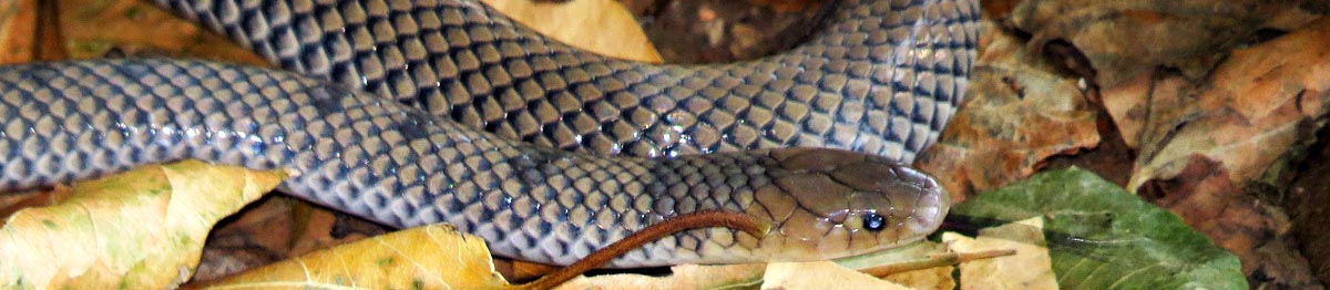 Reticulated Centipede Eater, Mlawula