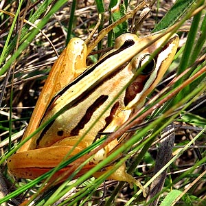 Striped Stream Frog