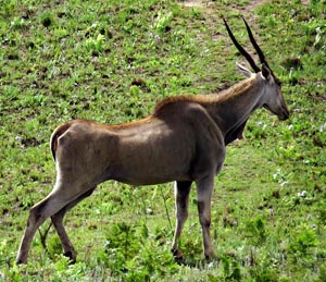 Eland